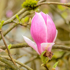 pink magnolia and green background in Vancouver, Canada