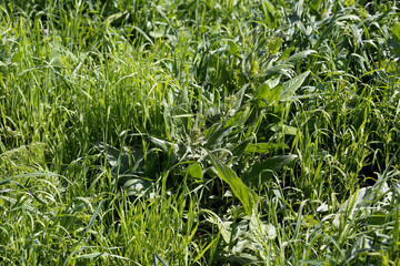 Lush grass on a green meadow