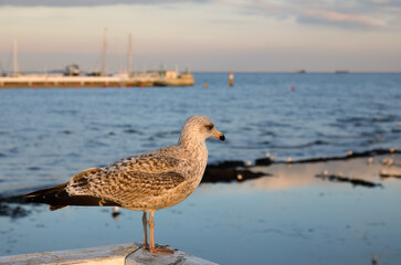 Seagull on the balustrade of the pier in Sopot, Poland