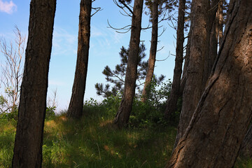 The dune on which trees and other plants grow on the shore of the Baltic Sea in Ustronie Morskie, Poland