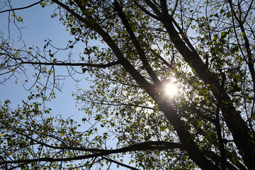 The sun shines on the tree from behind