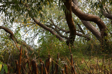 Trees growing on a dune on the coast of the Baltic Sea in the city of Sopot, Poland