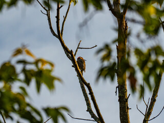 Yellow shafted Northern Flicker