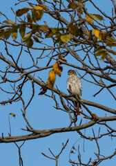 Young coopers hawk surveying the area