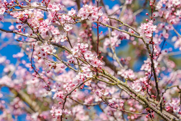 Branches of pink cherry blossoming with soft focus on blue sky background.