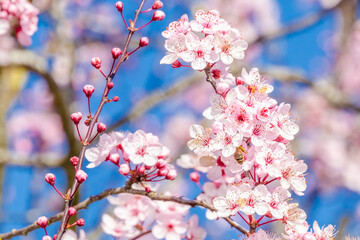 Branches of pink cherry blossoming with soft focus on blue sky background.