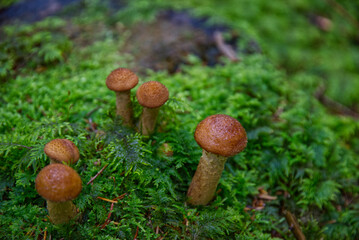 mushrooms in the forest