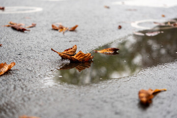 Blätter auf Asphalt in einer Pfütze