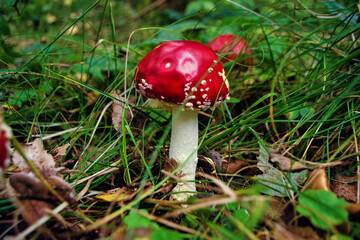 Amanita muscaria or fly agaric is a red and white spotted poisonous Toadstool Mushroom. Group of...