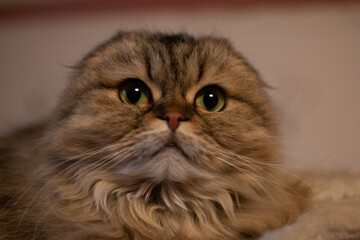 The ash-coloured long-haired cat looks straight to the camera