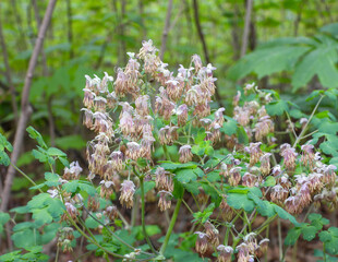 Thalictrum dioicum (Early Meadow Rue) Native North American Springtime Woodland Wildflower