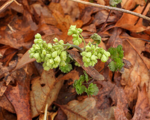 Thalictrum dioicum (Early Meadow Rue) Native North American Springtime Woodland Wildflower
