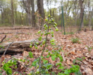 Thalictrum dioicum (Early Meadow Rue) Native North American Springtime Woodland Wildflower