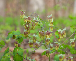 Thalictrum dioicum (Early Meadow Rue) Native North American Springtime Woodland Wildflower