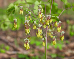 Thalictrum dioicum (Early Meadow Rue) Native North American Springtime Woodland Wildflower