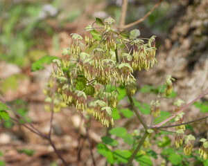 Thalictrum dioicum (Early Meadow Rue) Native North American Springtime Woodland Wildflower