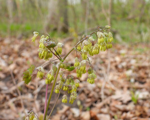 Thalictrum dioicum (Early Meadow Rue) Native North American Springtime Woodland Wildflower