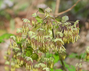 Thalictrum dioicum (Early Meadow Rue) Native North American Springtime Woodland Wildflower