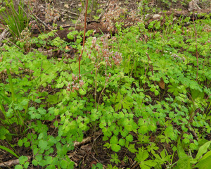 Thalictrum dioicum (Early Meadow Rue) Native North American Springtime Woodland Wildflower