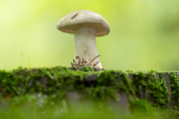 Mushrooms, nature's vibrant fungi, come in a vast array of sizes, shapes, and colors. They grow in various habitats, from damp forests to sun-drenched meadows, adding a touch of beauty and mystery.