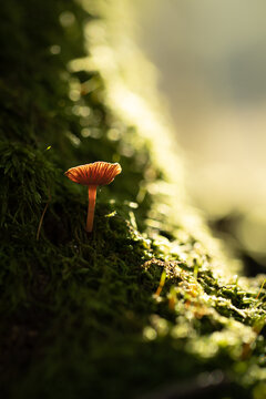 Mushrooms, nature's vibrant fungi, come in a vast array of sizes, shapes, and colors. They grow in various habitats, from damp forests to sun-drenched meadows, adding a touch of beauty and mystery.