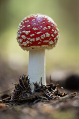 Mushrooms, nature's vibrant fungi, come in a vast array of sizes, shapes, and colors. They grow in various habitats, from damp forests to sun-drenched meadows, adding a touch of beauty and mystery.