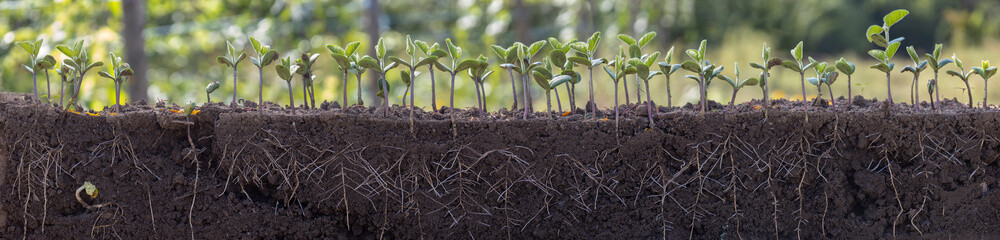 Fresh green soybean plants with roots