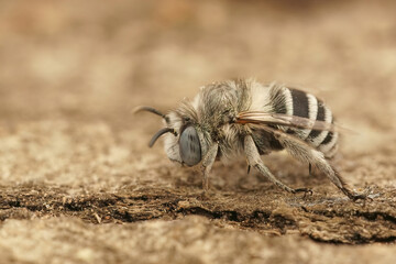 Closeup on a fluffy blue eyed male of the blue dbanded bee, Amegilla albigena sitting on a piece of wood in the Gard, France sitting on a piece of wood in the Gard, France