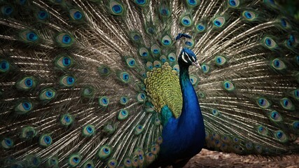 Obraz premium Vibrant peacock displaying its magnificent tail feathers, showcasing intricate patterns and vivid colors of its plumage against natural background
