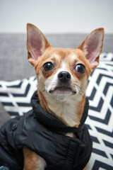 Obraz premium Retrato de pequeño chihuahua sentado en un sofá con una chaqueta negra