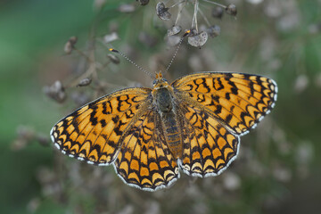 Closeup on a colorful Knapweed fritillary, Melitaea phoebe, with spread wings, Gard, France