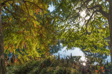 sun beaming through the trees spring grove cemetery cincinnati ohio