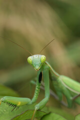 Closeup on the European praying Mantis religiosa sitting on green leaf