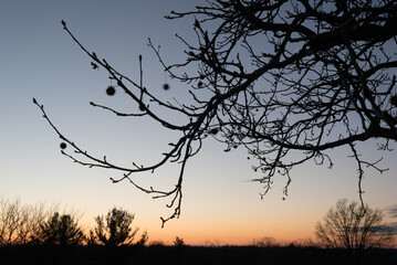 tree branch silhouette cincinnati ohio