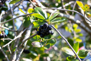 A collection of juicy black berries hanging delicately from a tree branch