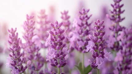 Fototapeta premium Vibrant lavender flowers in full bloom against a clean white background