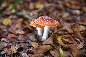 2 Toadstools in autumn leves