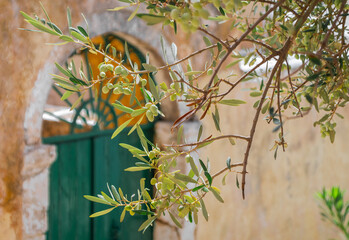 olives on a tree