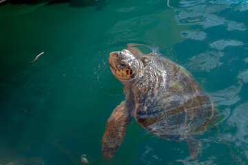 Caretta Caretta Turtle
