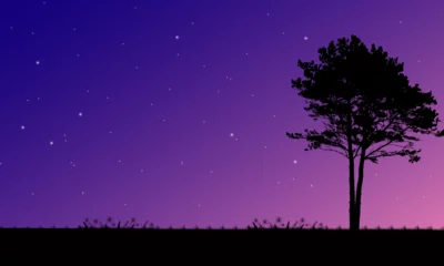 Selbstklebende Fototapeten Beautiful view at night with moonlight and stars silhouettes of trees © Rezki