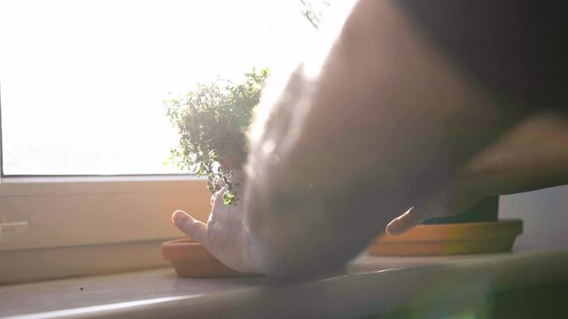 Fresh potted thymus  plant on window sill indoors. Closeup of a kitchen herbs in pots.	