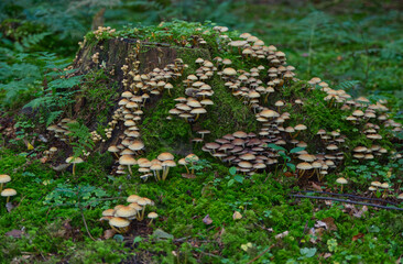 Large colony of stick sponge mushrooms on a tree stump