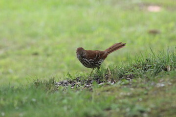 wood thrasher bird in the grass