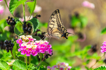 butterfly on a flower