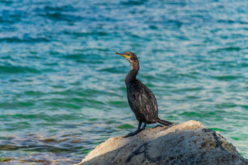 cormorant on the coast