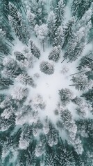 Aerial View of Snow Covered Forest in Winter
