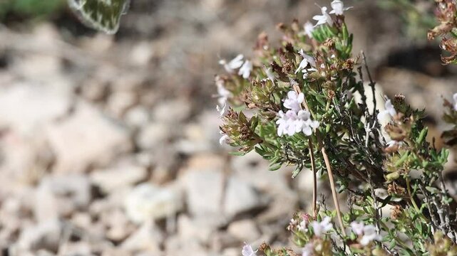 Mariposa de car&aacute;cter migratorio Pontia daplidice alimentandose en flores de tomillo Thymus vulgaris , Alcoy, Espa&ntilde;a