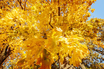 A close-up view of bright yellow autumn leaves on tree branches, glowing in sunlight against a clear sky. The scene captures the warmth and beauty of the fall season.