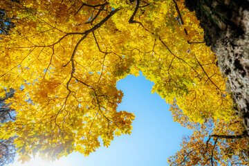 A majestic view of a tall tree with vibrant golden-yellow leaves reaching toward the blue sky. The tree's trunk, covered in lush green moss, adds texture and depth to the warm autumn scene