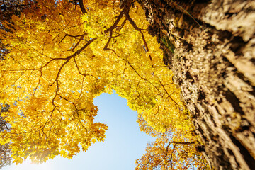 A majestic view of a tall tree with vibrant golden-yellow leaves reaching toward the blue sky. The tree's trunk, covered in lush green moss, adds texture and depth to the warm autumn scene